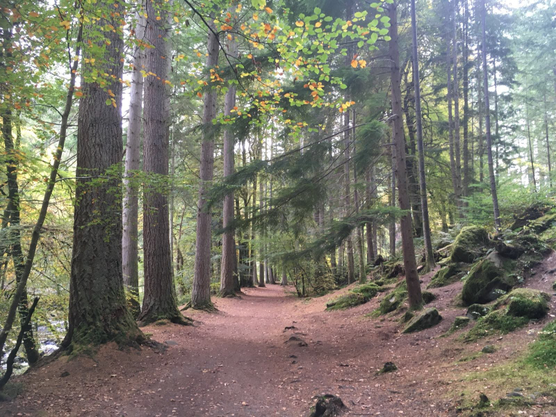 a dirt trail in the woods